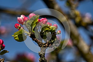 One appletree blooming petal branch blue sky sunny day sping