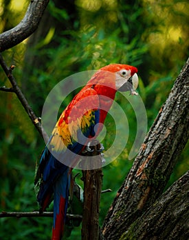 One ara parrot on brunch with green background