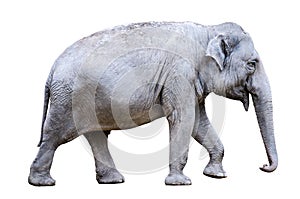 One asian elephant Elephas maximus on white background