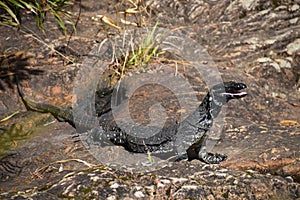 Wild Australian lizard in the rocks photo