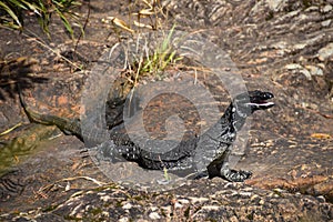 Wild Australian lizard in the rocks