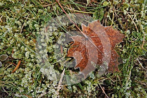 Brown fallen maple leaf on green grass covered with hoarfrost