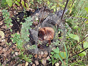 One autumn day in a forest, mushroom whith green grass and yellow leaves