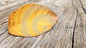 One autumn leaf on old wood background with copy space. Bright autumn colors and dark wood background. Concepts of the seasons,