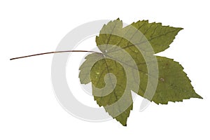 One autumn maple leaf isolated on whit