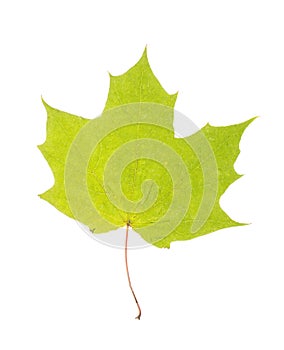 One autumn maple leaf isolated on whit