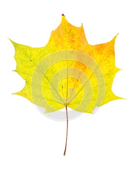 One autumn maple leaf isolated on whit