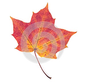 One autumn maple leaf isolated on whit