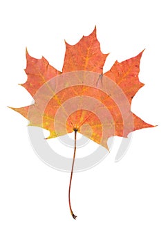 One autumn maple leaf isolated on whit