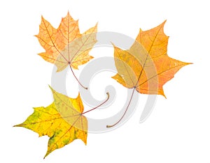 One autumn maple leaf isolated on whit