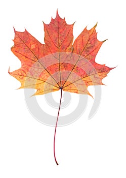 One autumn maple leaf isolated on whit