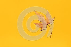 One autumn maple leaf on orange background