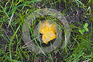 One autumn maple yellow leaf laying on earth