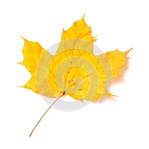 Autumn yellow maple leaf isolated on a white background