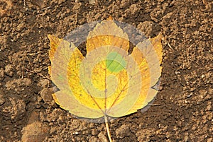 One autumnal maple leaf on the soil