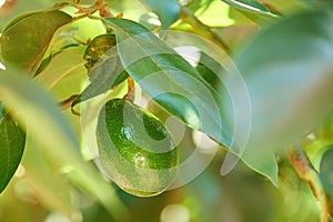 One avocado fruit hang on tree