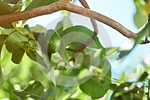 One avocado vegetable