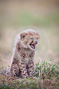 One baby Cheetah cub snarling South Africa