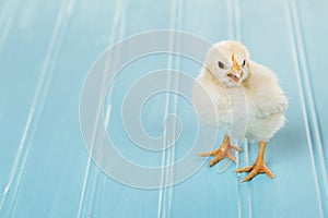 One baby chick chirping on a blue background