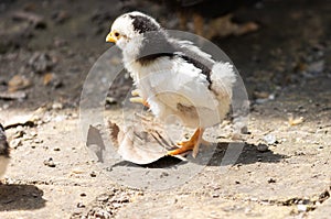 One baby chick posing in the sun