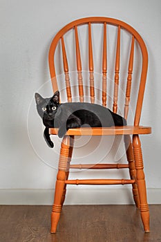 One back cat resting on a orange chair wide open eyes