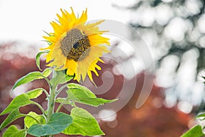 One Back Lit Sunflower with Blurred Background