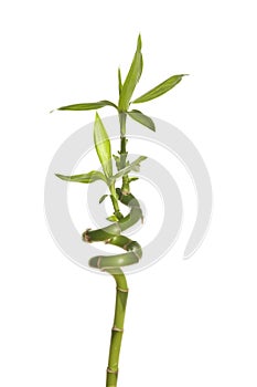 One bamboo plant