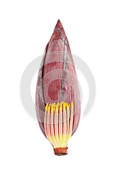 one banana blossom isolated on white