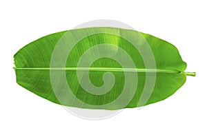 One banana leaf on isolate and white background and clipping path