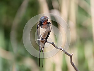 One barn swallow sits