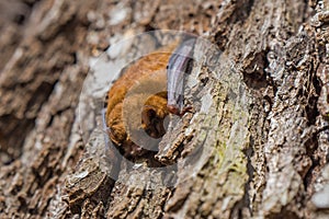 One bat sleeps on the bark of a tree trunk