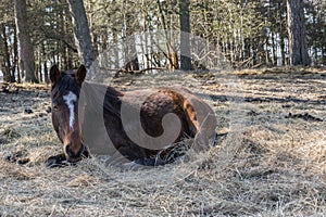 One bay horse is resting lying on the spring sunshine