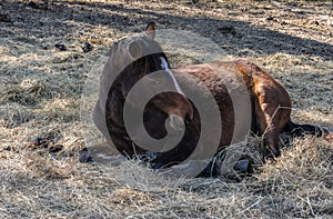 One bay horse is resting lying on the spring sunshine