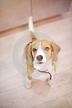 One beagle dog sitting on clean floor