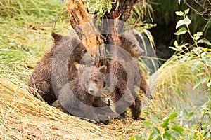 One bear cub standing and three sitting