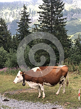 One beautiful Alpine cow, Lauterbrunnen valley, Swiss Alps, Switzerland, summer 2022