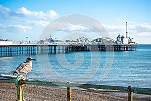 One beautiful bird seagull standing on the railing on the beach at Brighton Pier, UK. The famous place for local people and