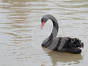 One beautiful black Swan floating on the lake surface, look back with half heart shape neck