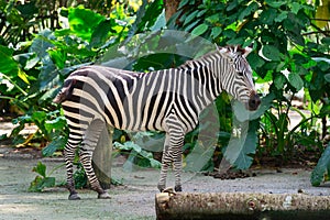 One beautiful black and white stripped pattern Zebra
