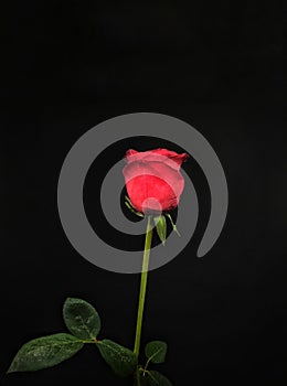 One beautiful bright red rose on a black background.