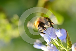 One beautiful bumblebee on violet meadow flower