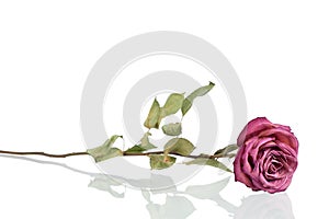 One beautiful burgundy rose flower with long stem and green leaves on white background isolated closeup