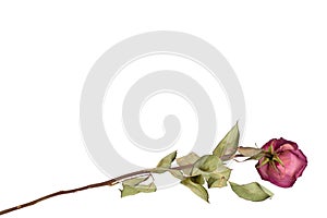 One beautiful burgundy rose flower with long stem and green leaves on white background isolated closeup