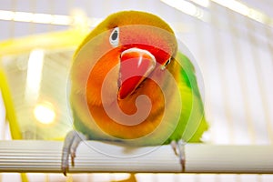 One beautiful and colored lovebird parrot with red beak, orange head and colored feathers