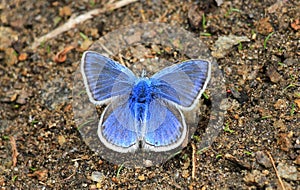 Butterfly of Nepal photo