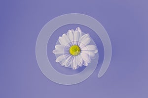 One beautiful daisy flower on violet or lilac background.