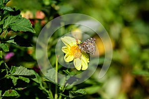 One beautiful declicate butterfly on a large yellow dahlia flower in full bloom on blurred green background, photographed with