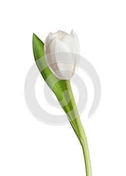 One beautiful delicate tulip isolated on white