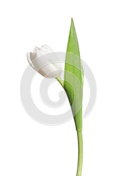 One beautiful delicate tulip isolated on white