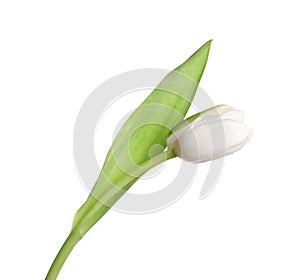 One beautiful delicate tulip isolated on white